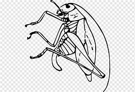 Image result for African Cricket Insect