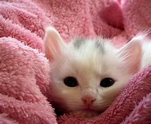 Image result for Kitten with a Phone