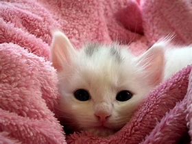 Image result for Bébé Chat