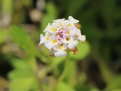 Image result for Phyla nodiflora Summer Pearls