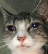 Image result for Sad Cat Meme Template