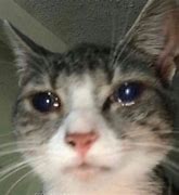 Image result for Cat Cry Meme Template