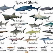 Image result for All the Sharks Types