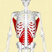 Image result for Bat Muscle Anatomy