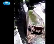 Image result for Tiger Attack Boy Zoo