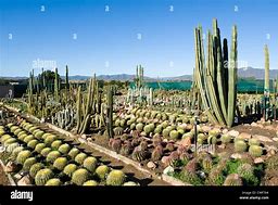 Image result for South African Cactus