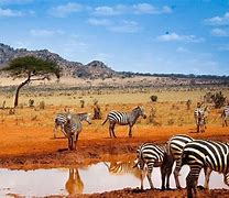 Image result for Safari Kenya Fondo Blanco