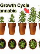 Image result for How Long Does Marijuana Take to Grow