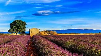 Image result for Provence Lavande