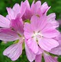 Image result for Malva Moschata California