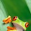 Image result for Frog Wallpaper iPhone