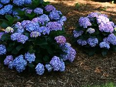 HYDRANGEA MACR. EARLY BLUE に対する画像結果