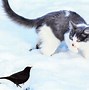 Image result for Cat Eating Bird