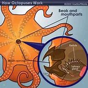 Image result for Octopus Attacks On Humans