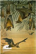 Image result for Fruit Bat Print