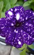 Image result for Galaxy Flower