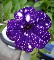 Image result for Mini Galaxy Flower