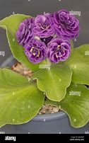 Bildergebnis für Primula auricula Xavier