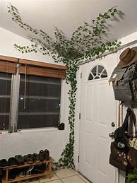 Image result for Red Vine Hang From the Ceiling