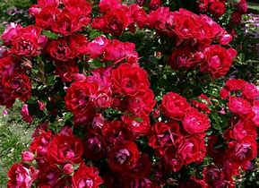 Image result for Beautiful Rose Bush