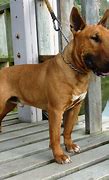 Image result for Bull Terrier Dog Pictures