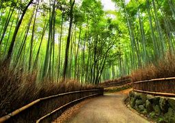 Image result for Kyoto Japan Wallpaper