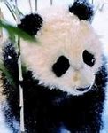 Image result for Sad Baby Panda