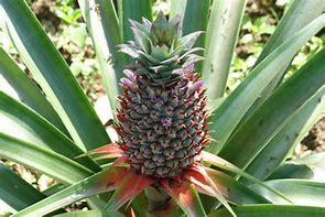 Image result for Edible Pineapple Tree