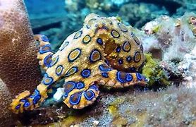 Image result for Biggest Blue-Ringed Octopus