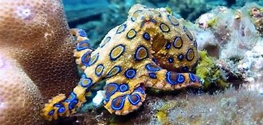 Image result for The Most Poisonous Animals in the Entire Planet