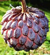 Image result for Red Sugar Apple Tree
