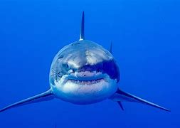 Image result for Great White Shark Colourful