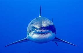 Image result for Great White Shark Underwater
