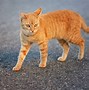 Image result for Happy Cat Walking