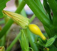 Image result for Grow Summer Squash