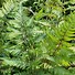 Athyrium niponicum Wildwood Twister に対する画像結果