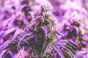 Image result for Marijuana Strains and Effects