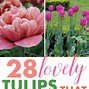 Image result for Blooming Tulips