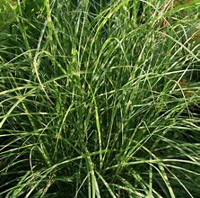 Miscanthus sinensis Little Zebra に対する画像結果