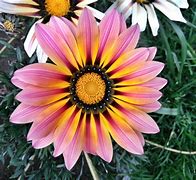 Image result for Small 12 Petals Yellow Flower