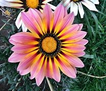 Image result for Pixabay Royalty Free Flowers