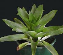 Image result for catopsis