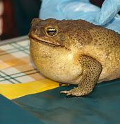 Image result for Funny Toad Pictures