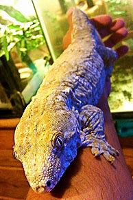 Image result for Biggest Gecko in the World