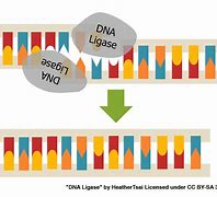 Image result for DNA Replication Ligase