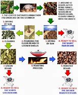 Image result for Kopi Luwak Coffee Process