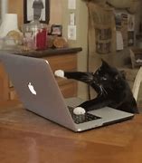 Image result for Cat Computer System Is Down Meme