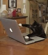Image result for Keyboard Cat Meme