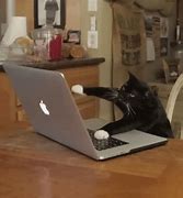 Image result for Cat PC Case