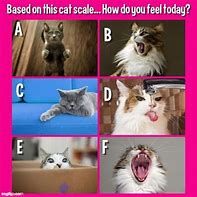 Image result for Cat Scale Meme